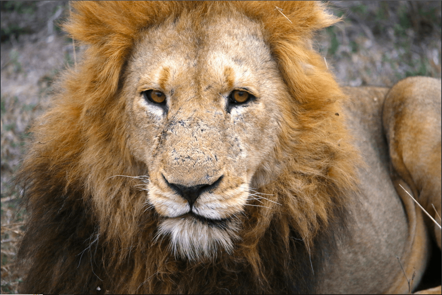 Close up shot of a lion watching at the camera