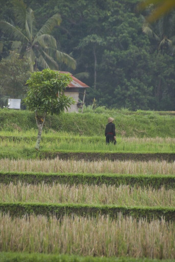 A woman walking in a green field with so many crops