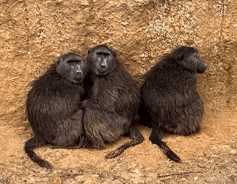 Close up image of three black color monkeys