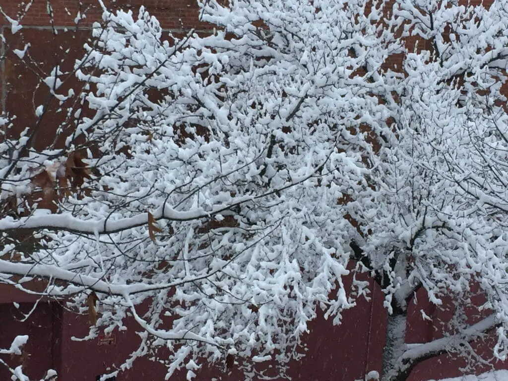 Snow-covered tree branches over a red brick wall background.