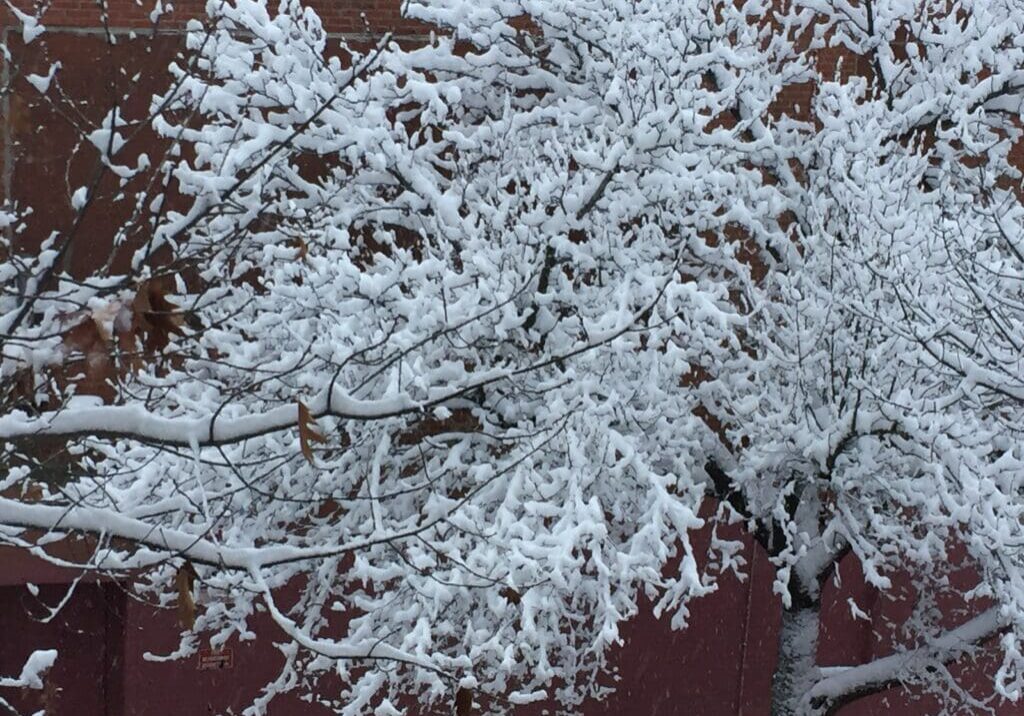 Snow-covered tree branches over a red brick wall background.