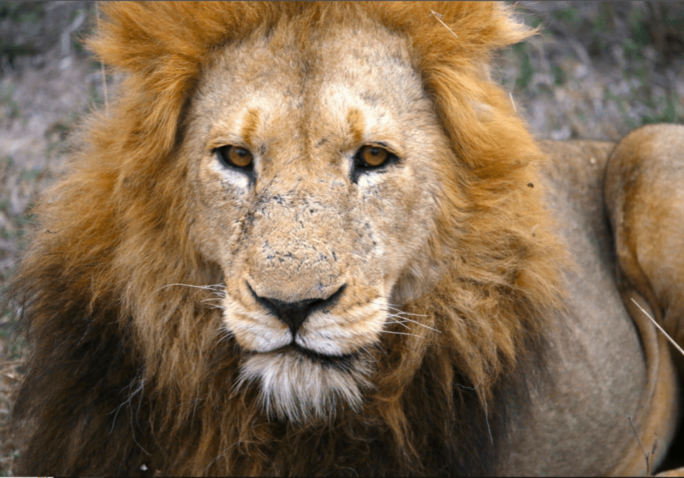 Close up shot of a lion watching at the camera