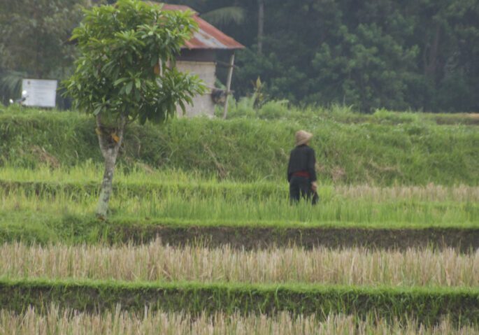 A woman walking in a green field with so many crops