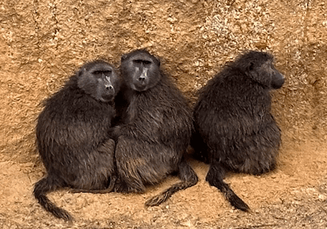 Close up image of three black color monkeys