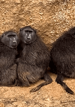 Close up image of three black color monkeys